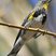 Yellow-rumped Warbler